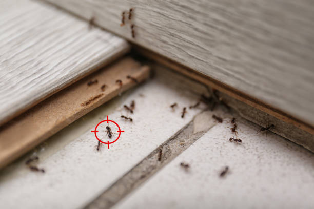 Best Exterminator Services  in New Market, AL