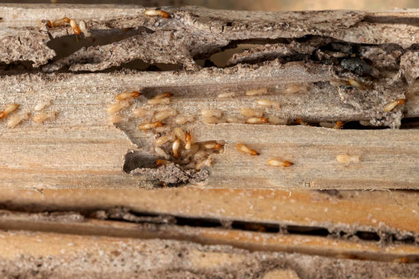 Best Affordable Pest Control Services  in New Market, AL